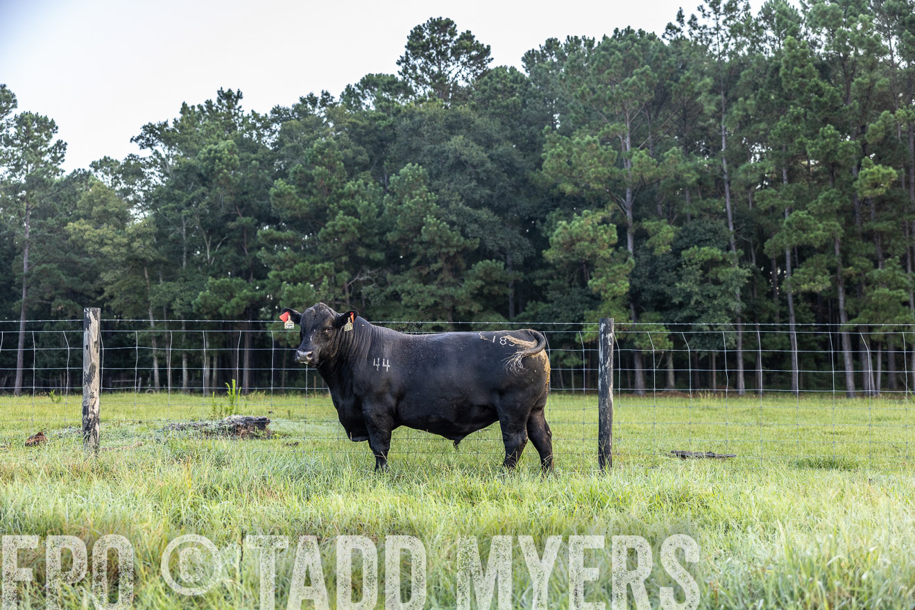 TMyers_PP_ChessieCreekFarm_Walterboro_July2024-510444