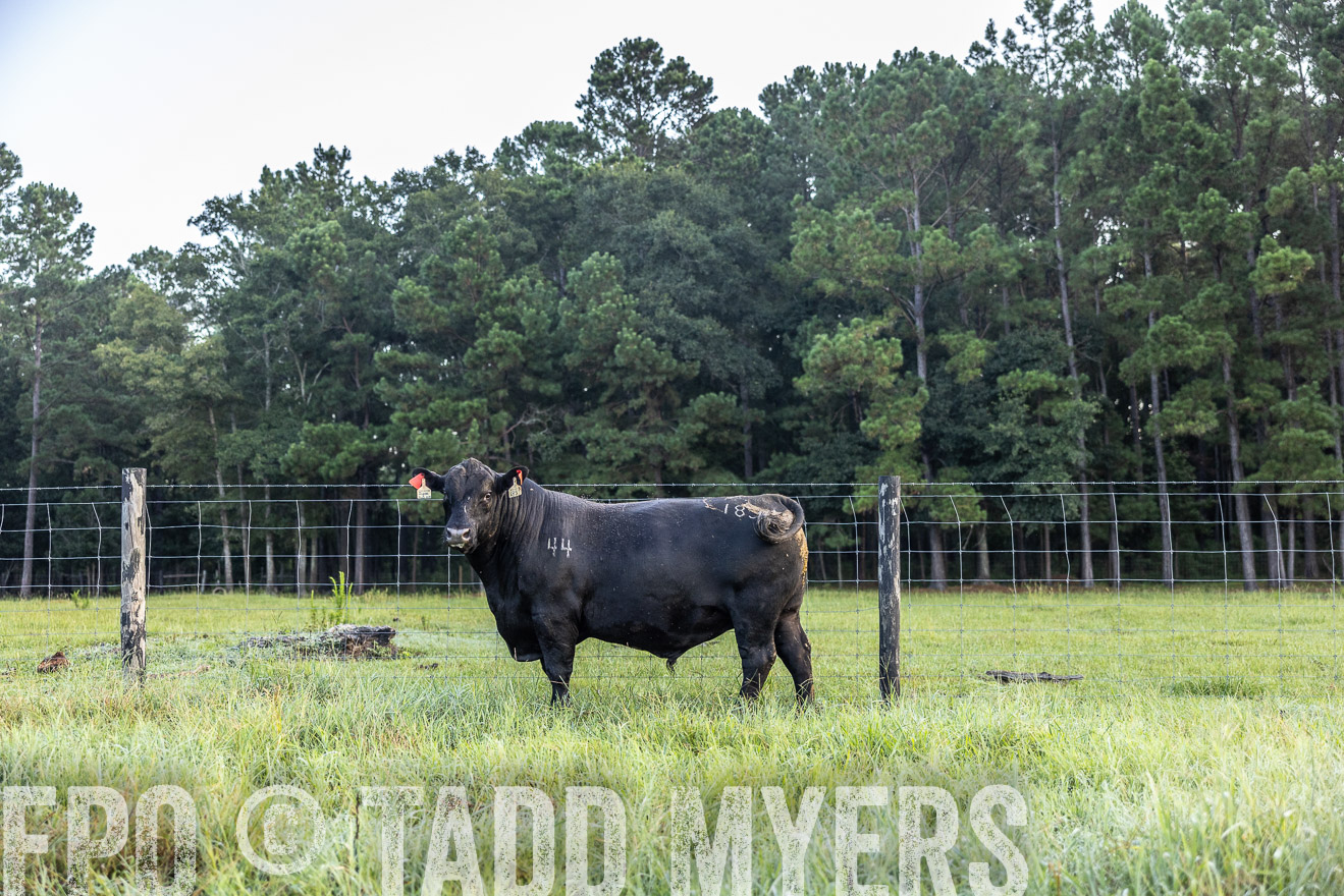 TMyers_PP_ChessieCreekFarm_Walterboro_July2024-510449