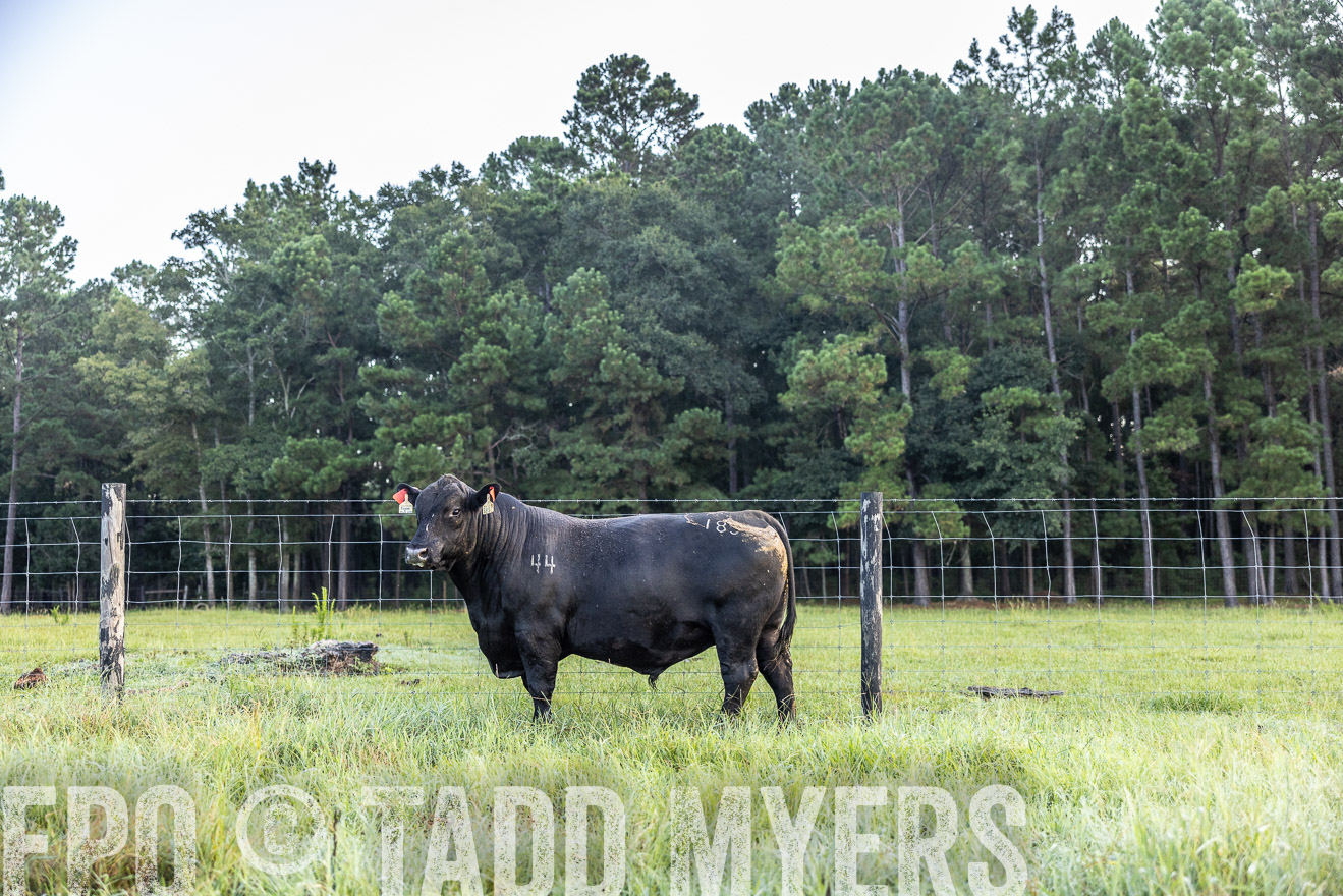 TMyers_PP_ChessieCreekFarm_Walterboro_July2024-510457