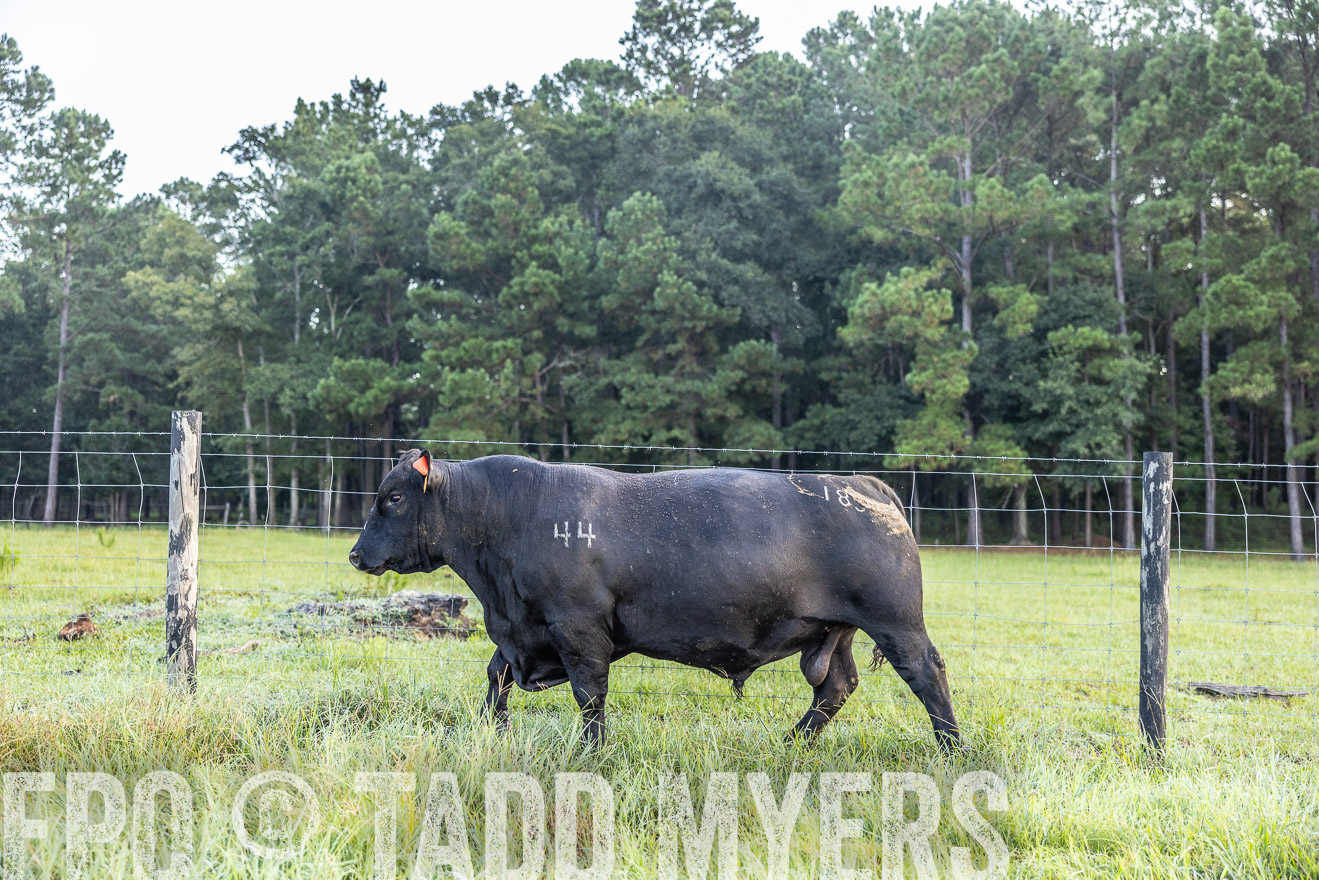 TMyers_PP_ChessieCreekFarm_Walterboro_July2024-510465