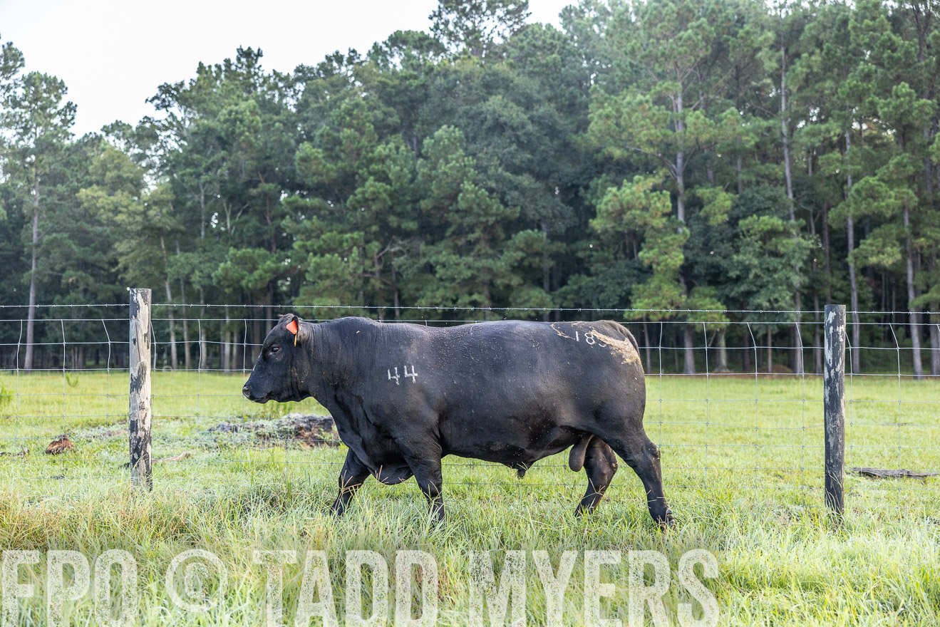 TMyers_PP_ChessieCreekFarm_Walterboro_July2024-510468