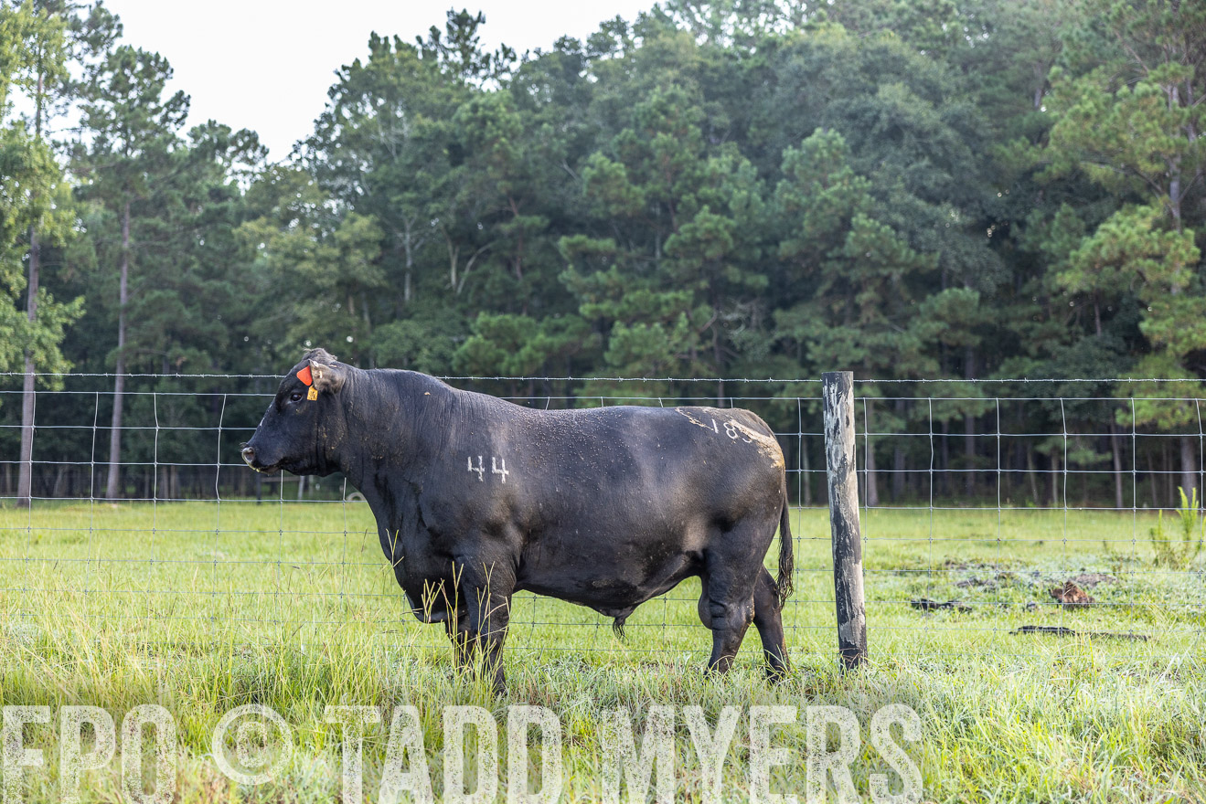 TMyers_PP_ChessieCreekFarm_Walterboro_July2024-510491