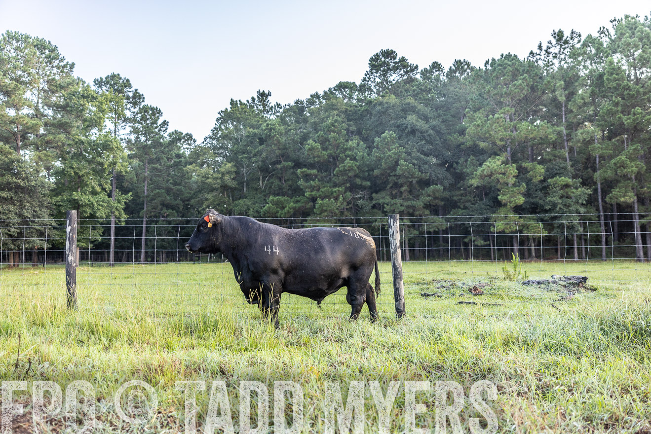 TMyers_PP_ChessieCreekFarm_Walterboro_July2024-510496