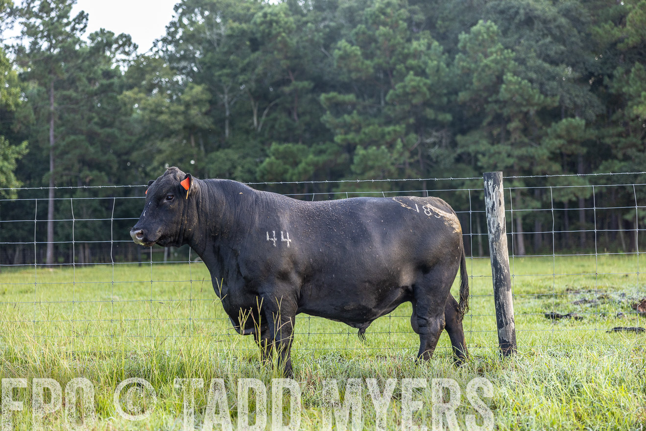 TMyers_PP_ChessieCreekFarm_Walterboro_July2024-510503