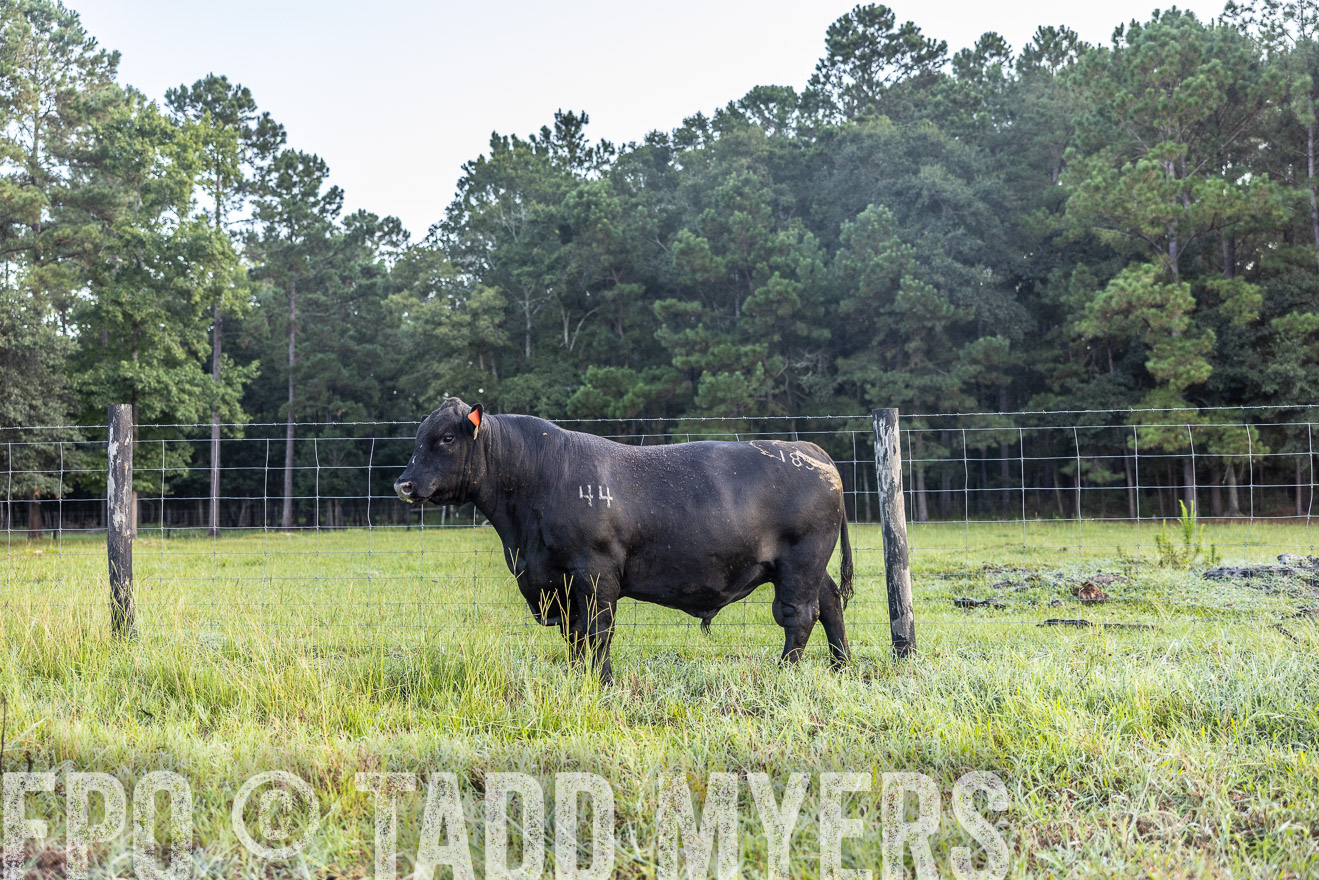 TMyers_PP_ChessieCreekFarm_Walterboro_July2024-510508