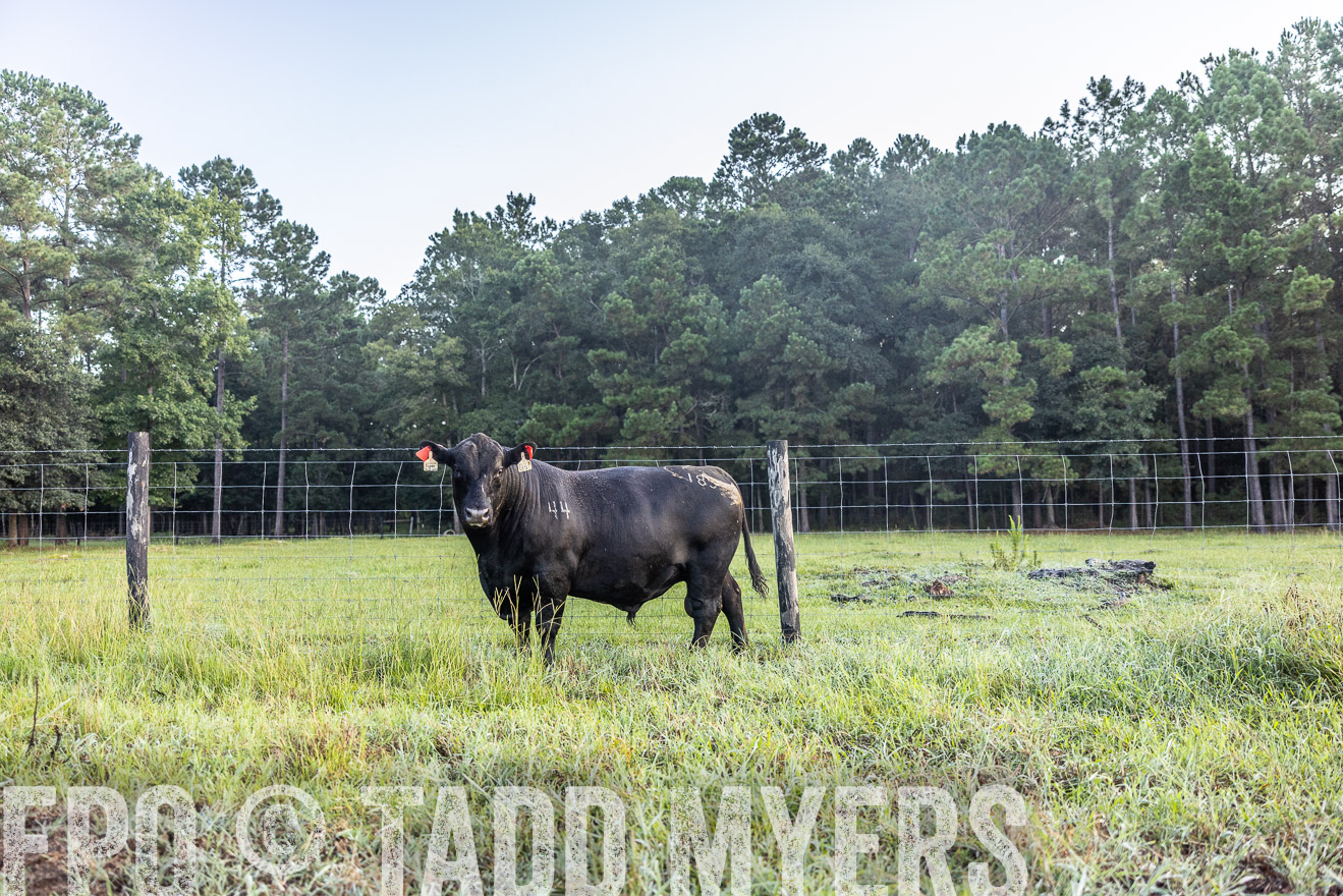 TMyers_PP_ChessieCreekFarm_Walterboro_July2024-510535