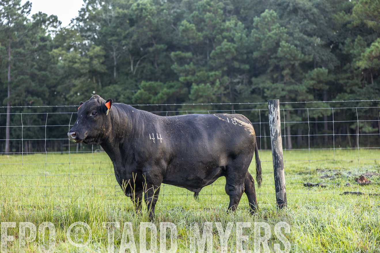 TMyers_PP_ChessieCreekFarm_Walterboro_July2024-510540