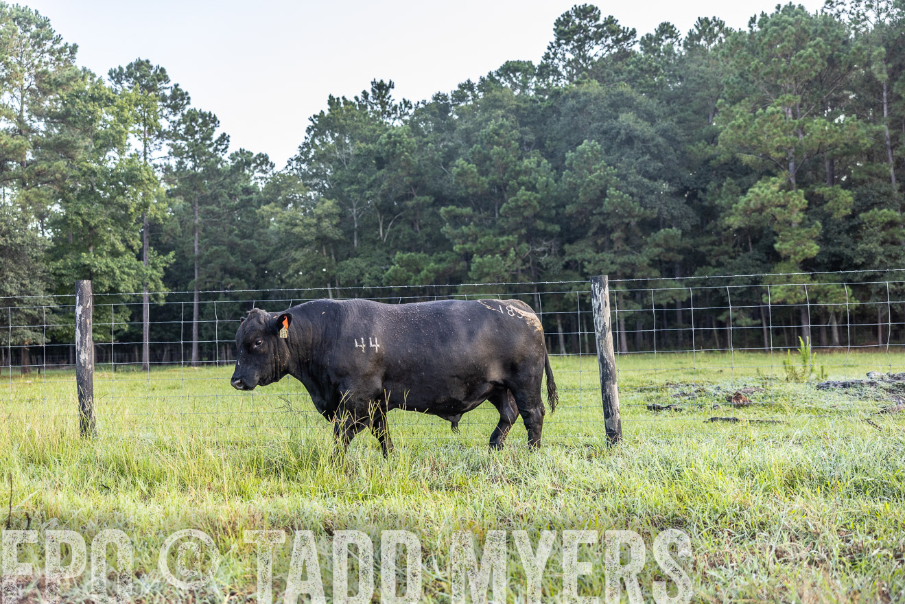 TMyers_PP_ChessieCreekFarm_Walterboro_July2024-510558