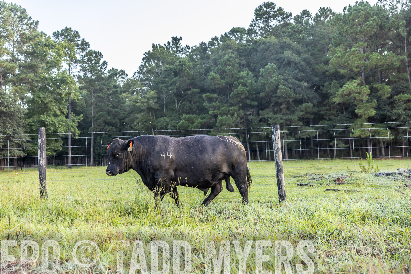 TMyers_PP_ChessieCreekFarm_Walterboro_July2024-510559