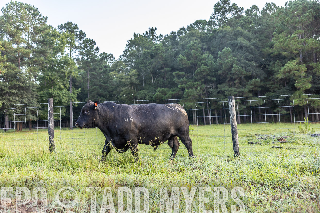 TMyers_PP_ChessieCreekFarm_Walterboro_July2024-510567