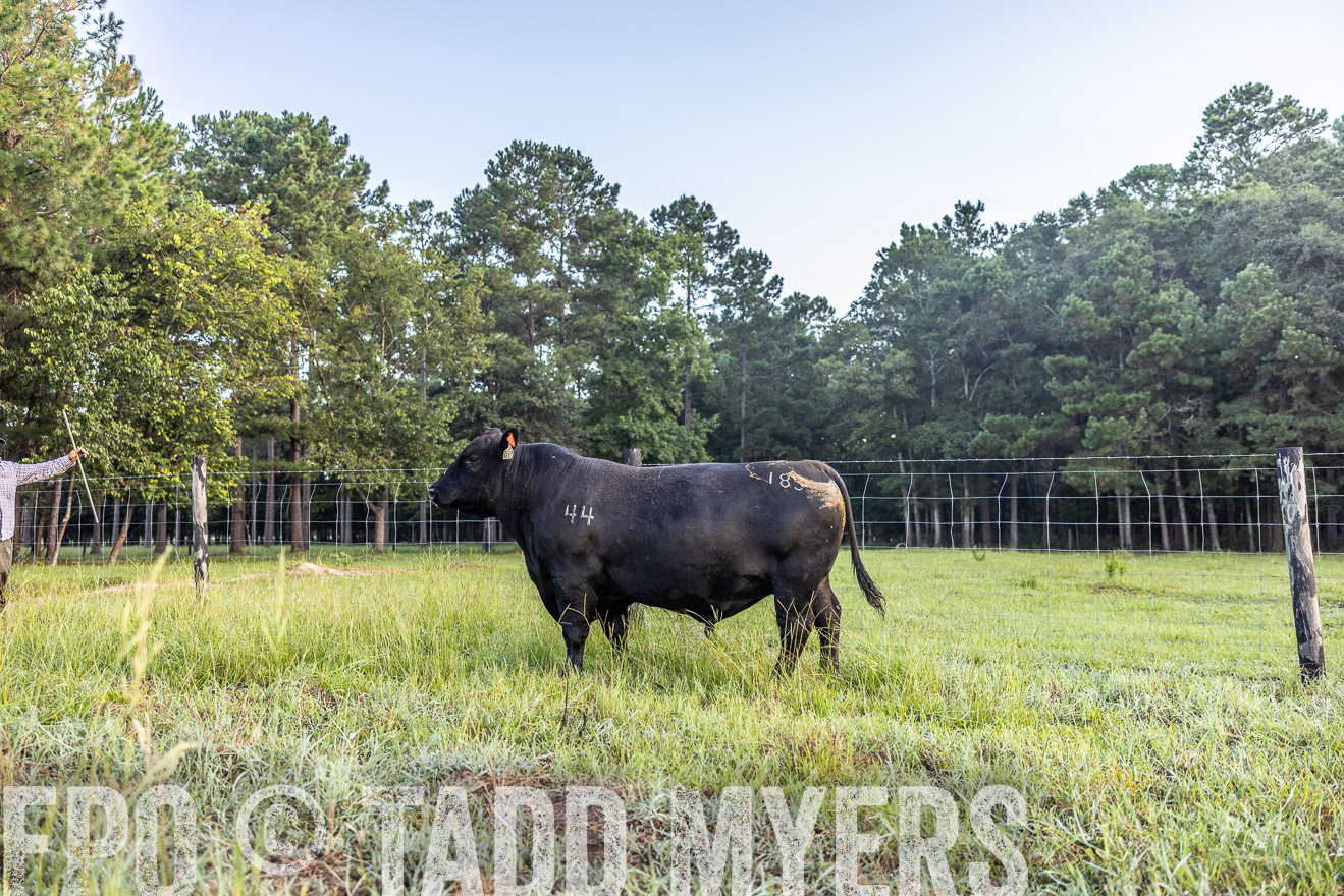 TMyers_PP_ChessieCreekFarm_Walterboro_July2024-510595