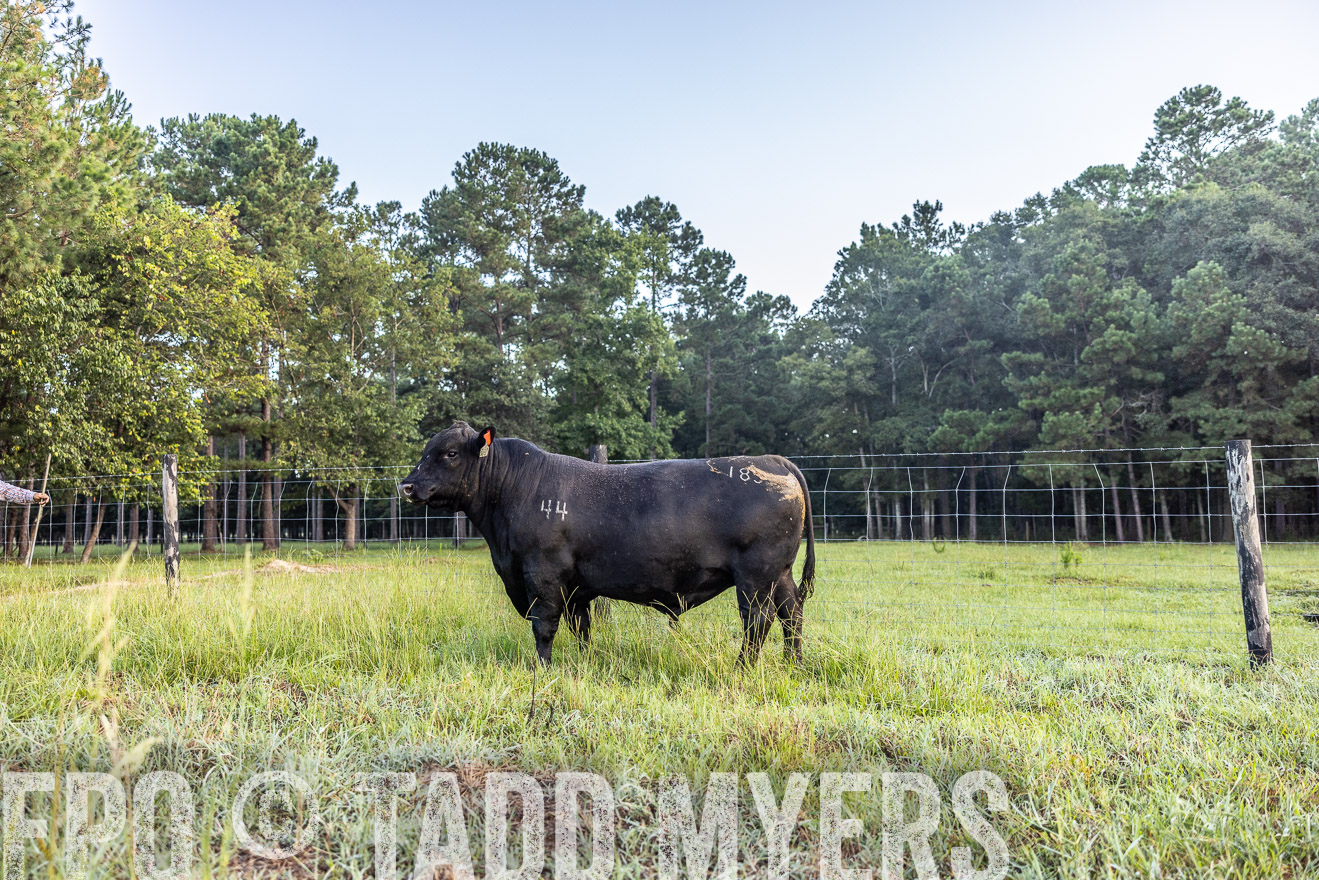 TMyers_PP_ChessieCreekFarm_Walterboro_July2024-510601