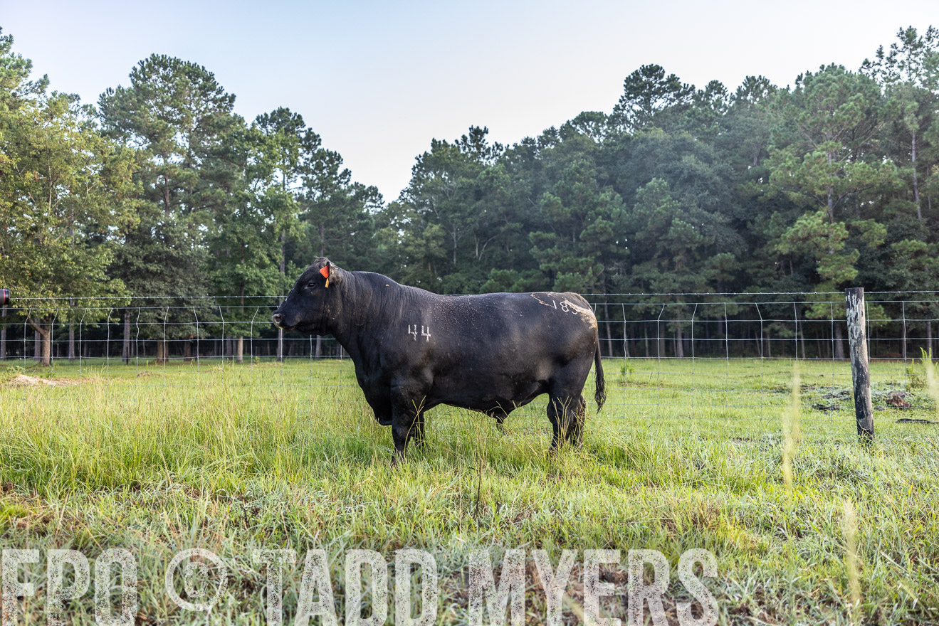 TMyers_PP_ChessieCreekFarm_Walterboro_July2024-510612