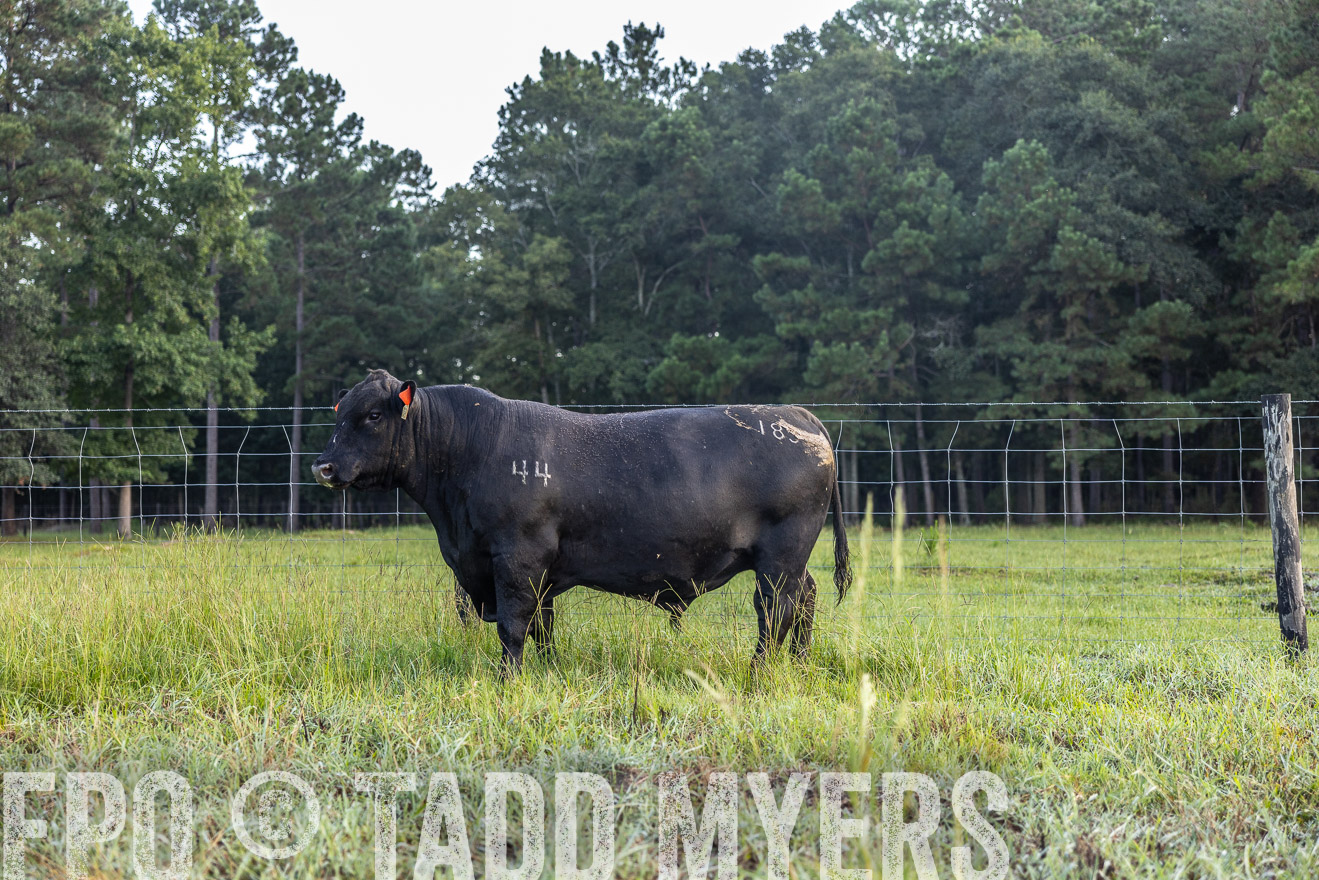 TMyers_PP_ChessieCreekFarm_Walterboro_July2024-510625