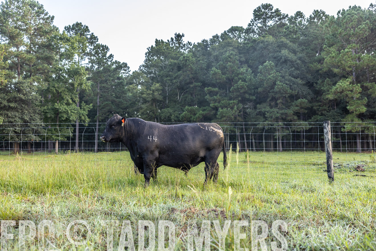 TMyers_PP_ChessieCreekFarm_Walterboro_July2024-510629
