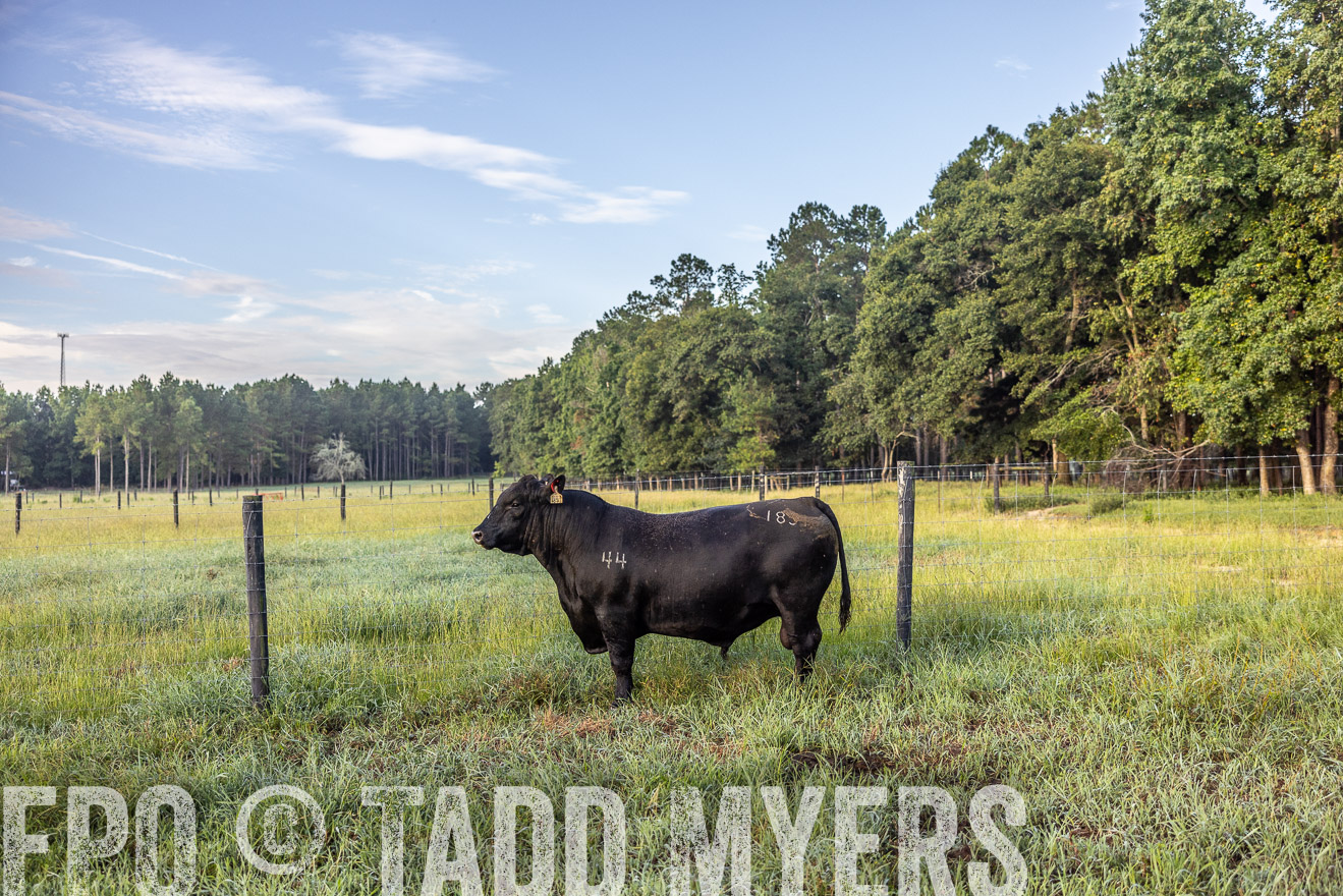 TMyers_PP_ChessieCreekFarm_Walterboro_July2024-510654