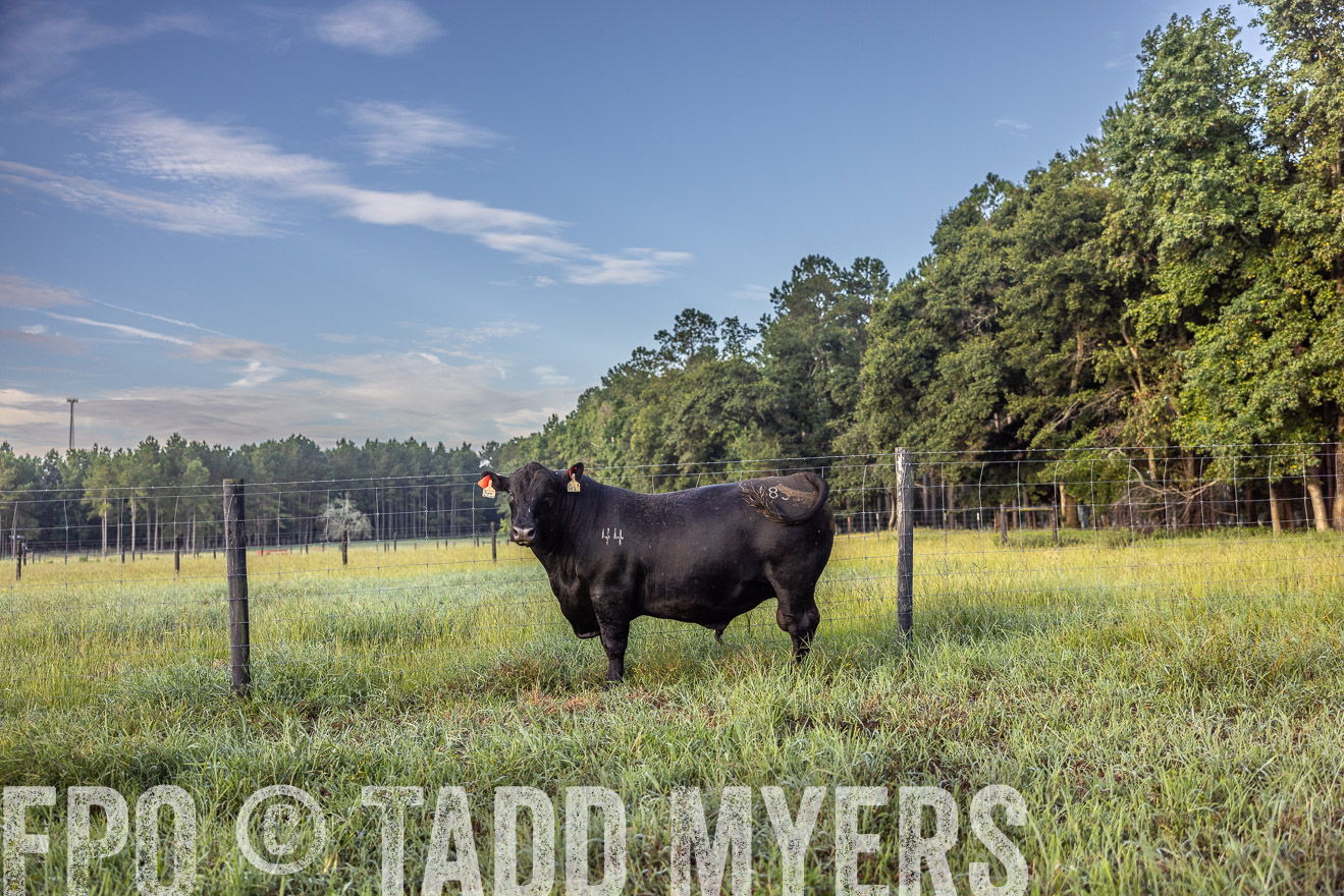 TMyers_PP_ChessieCreekFarm_Walterboro_July2024-510658