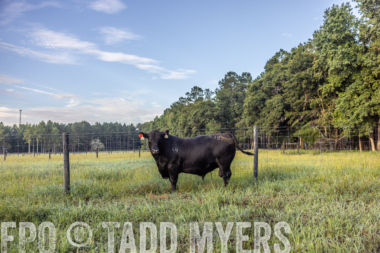 TMyers_PP_ChessieCreekFarm_Walterboro_July2024-510661