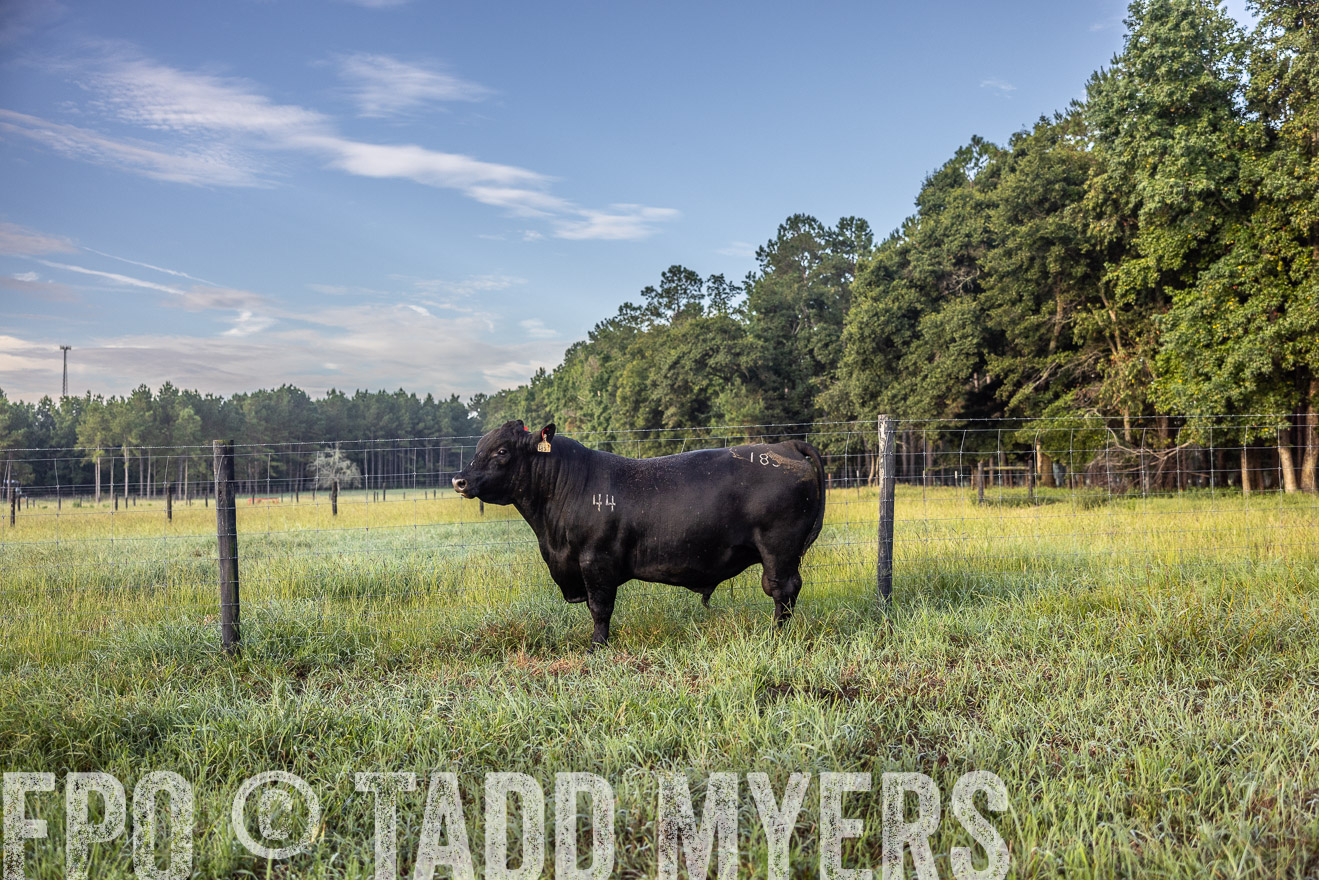 TMyers_PP_ChessieCreekFarm_Walterboro_July2024-510665