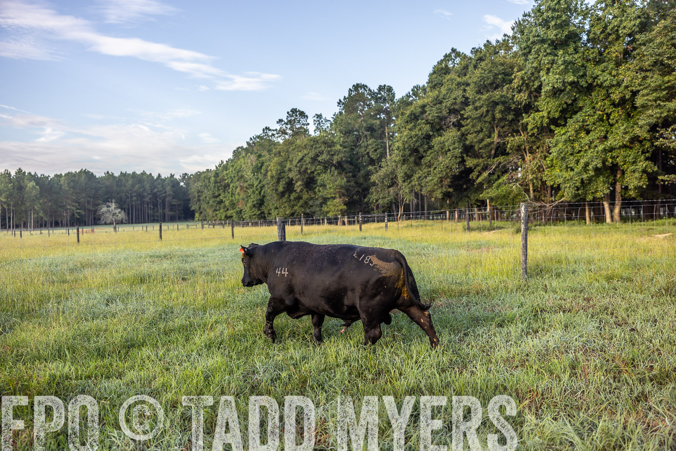 TMyers_PP_ChessieCreekFarm_Walterboro_July2024-510687