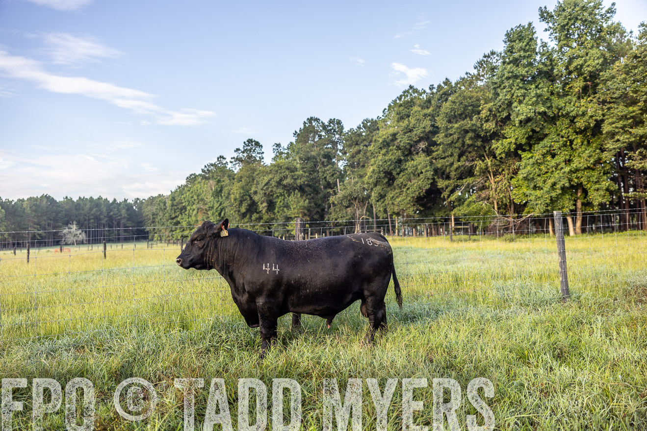 TMyers_PP_ChessieCreekFarm_Walterboro_July2024-510708