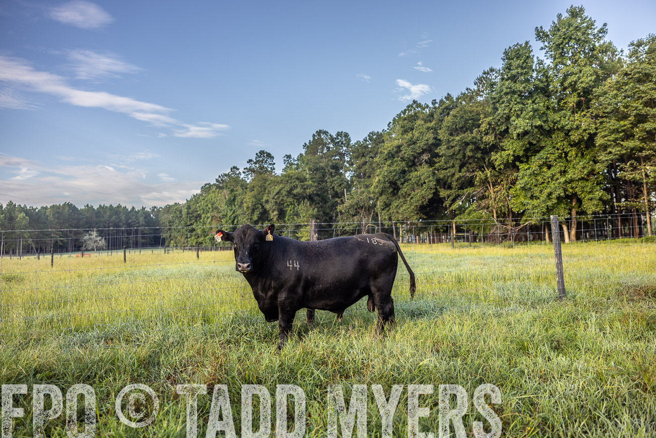 TMyers_PP_ChessieCreekFarm_Walterboro_July2024-510715