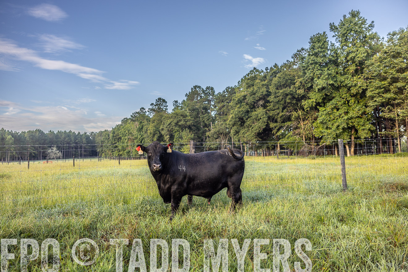 TMyers_PP_ChessieCreekFarm_Walterboro_July2024-510722