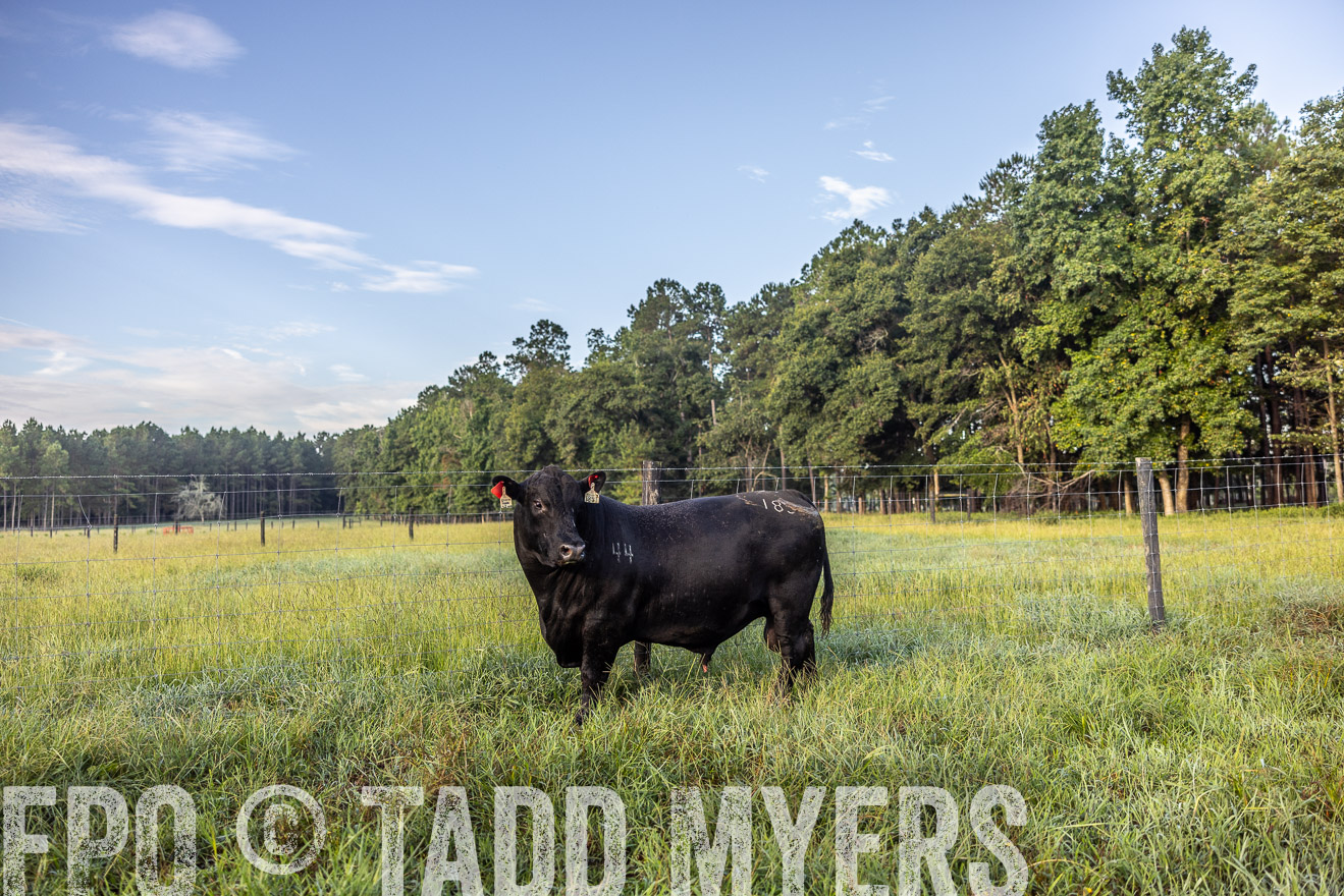 TMyers_PP_ChessieCreekFarm_Walterboro_July2024-510736