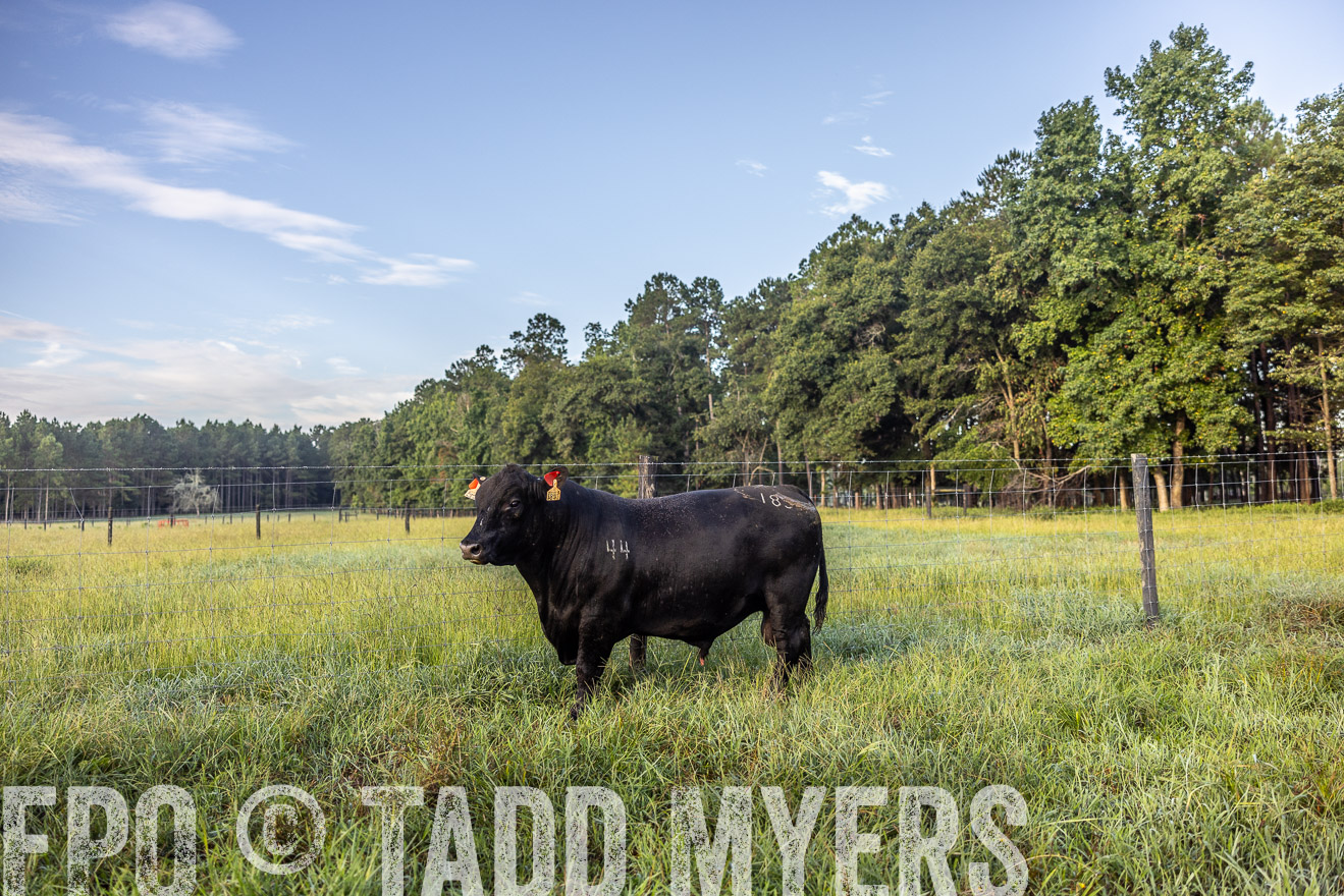 TMyers_PP_ChessieCreekFarm_Walterboro_July2024-510741