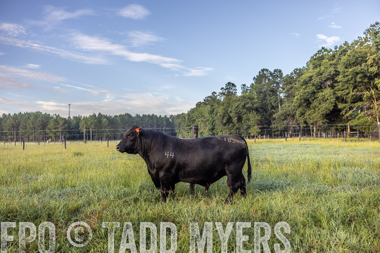 TMyers_PP_ChessieCreekFarm_Walterboro_July2024-510752