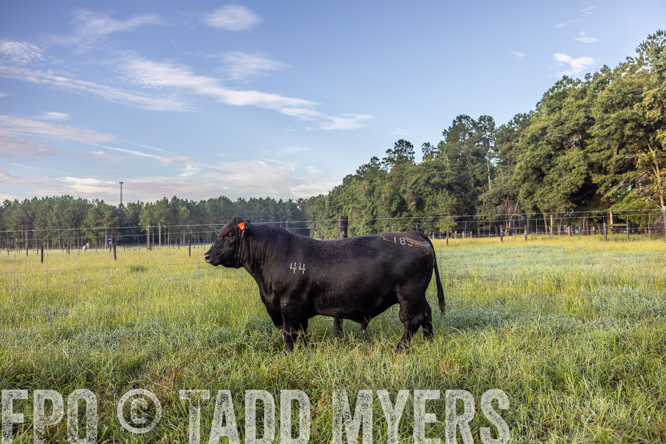 TMyers_PP_ChessieCreekFarm_Walterboro_July2024-510756