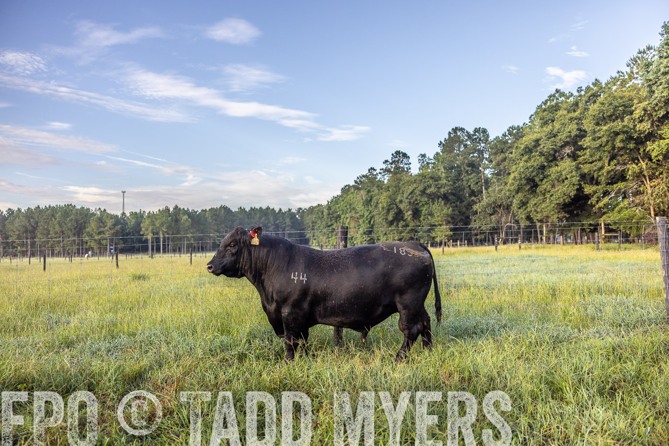 TMyers_PP_ChessieCreekFarm_Walterboro_July2024-510762