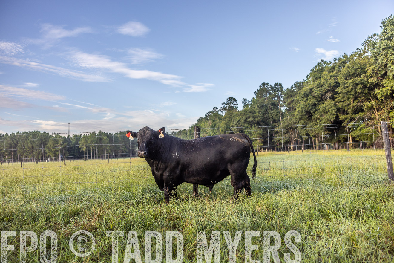 TMyers_PP_ChessieCreekFarm_Walterboro_July2024-510770