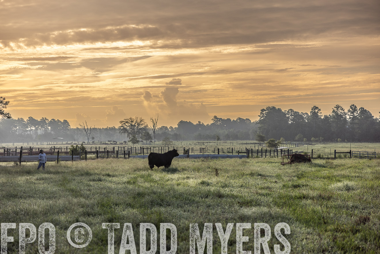 TMyers_PP_ChessieCreekFarm_Walterboro_July2024-510858