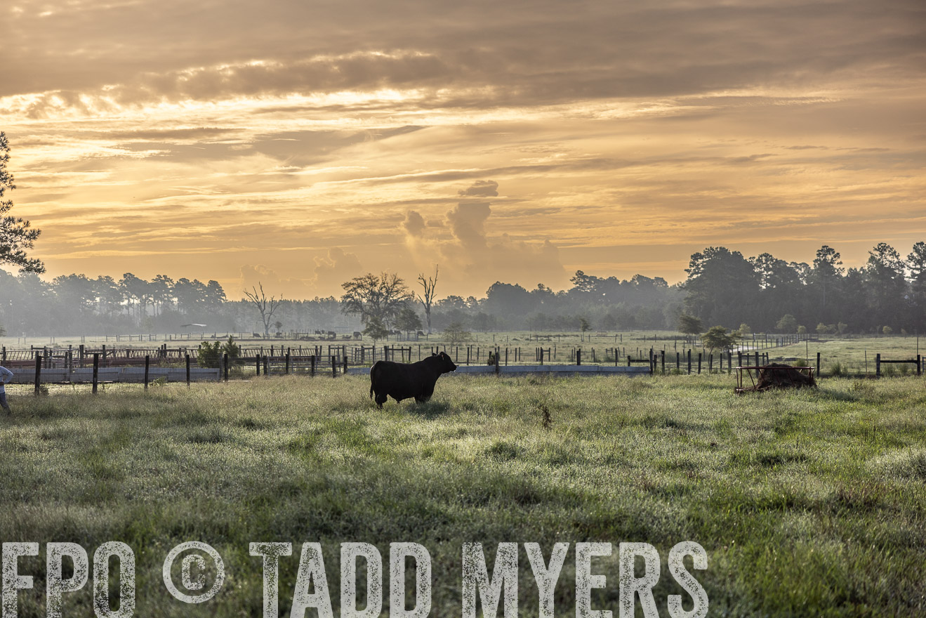 TMyers_PP_ChessieCreekFarm_Walterboro_July2024-510862