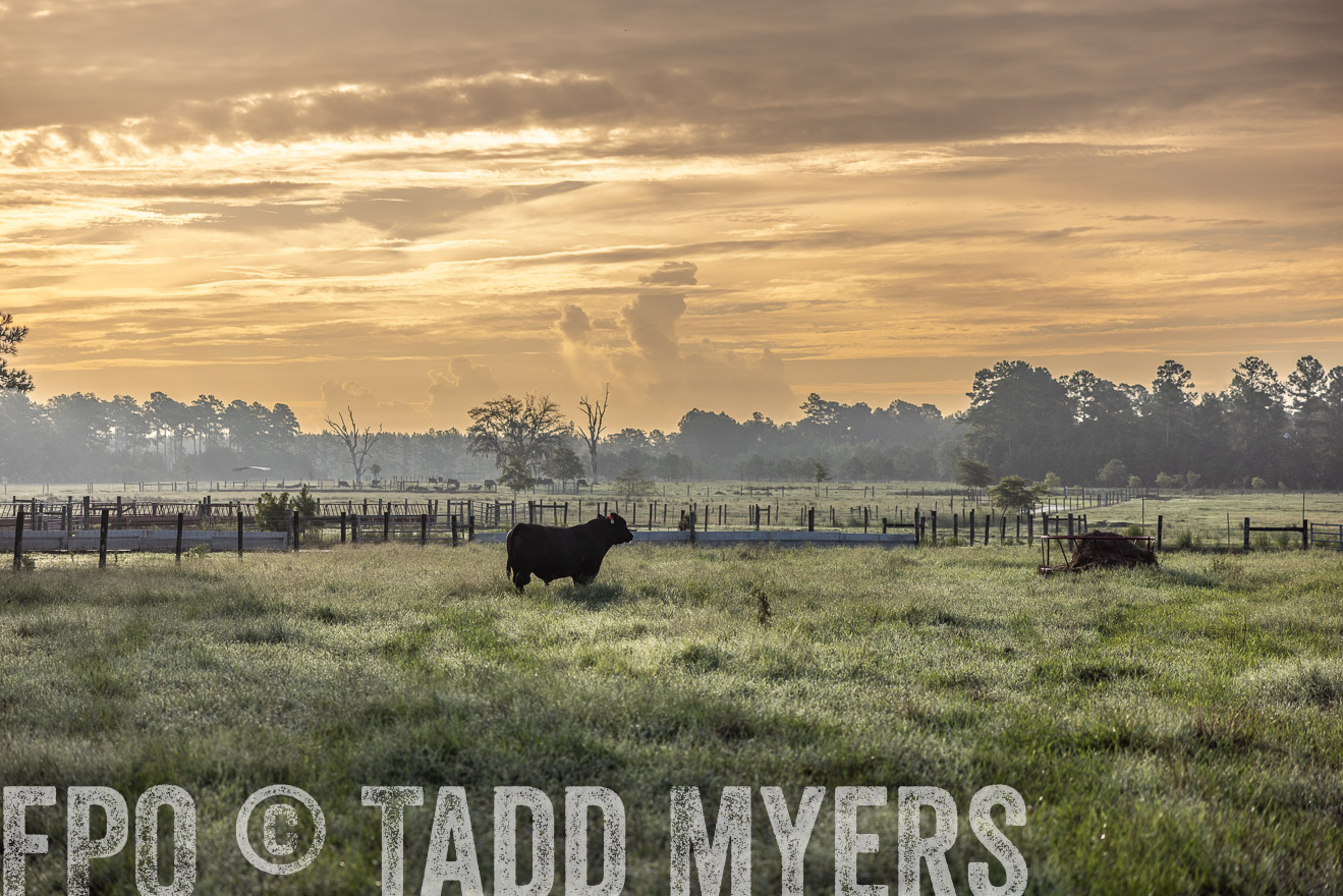 TMyers_PP_ChessieCreekFarm_Walterboro_July2024-510865