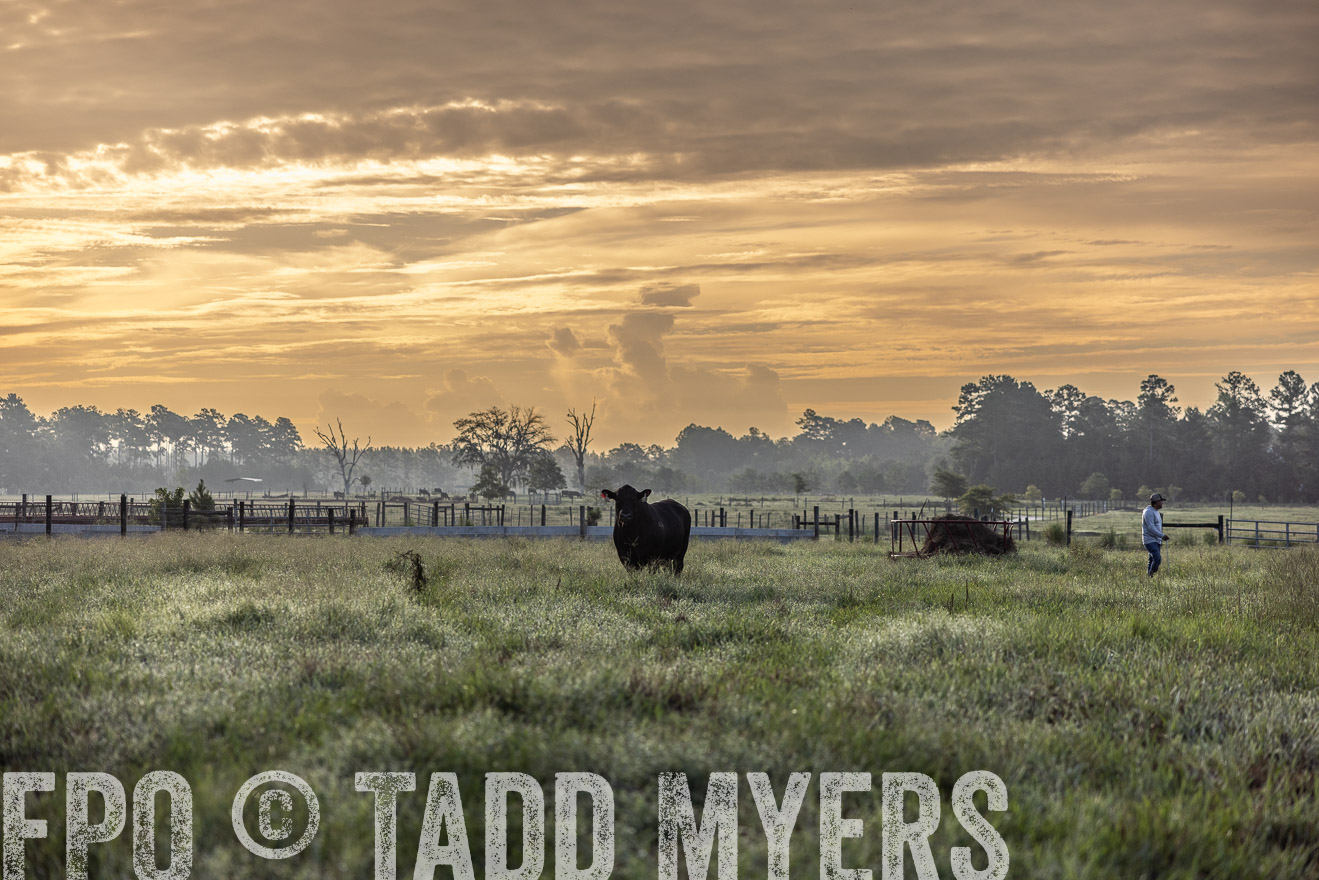 TMyers_PP_ChessieCreekFarm_Walterboro_July2024-510875