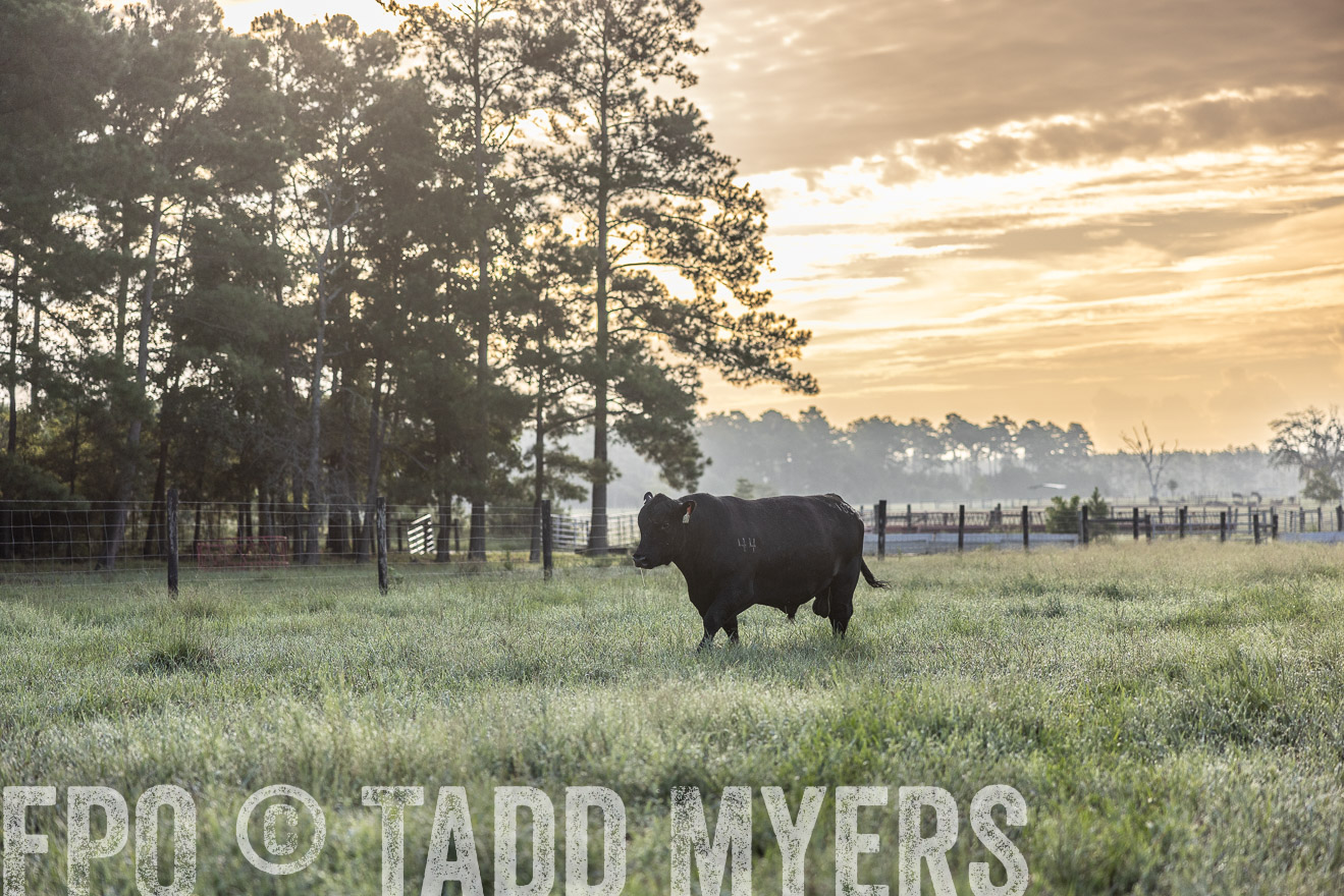 TMyers_PP_ChessieCreekFarm_Walterboro_July2024-510881