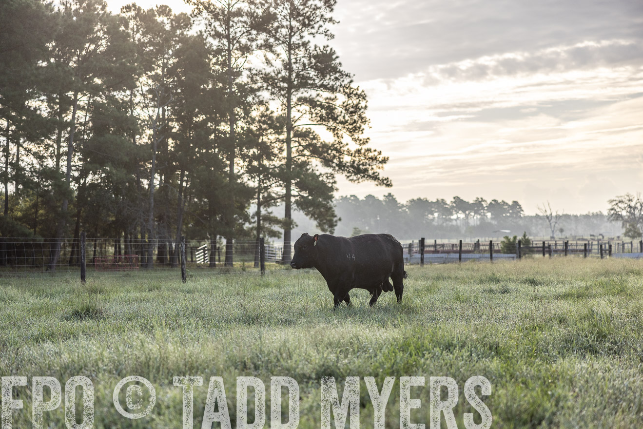 TMyers_PP_ChessieCreekFarm_Walterboro_July2024-510885