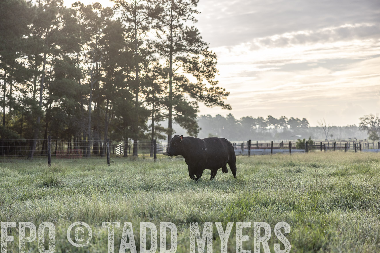 TMyers_PP_ChessieCreekFarm_Walterboro_July2024-510888