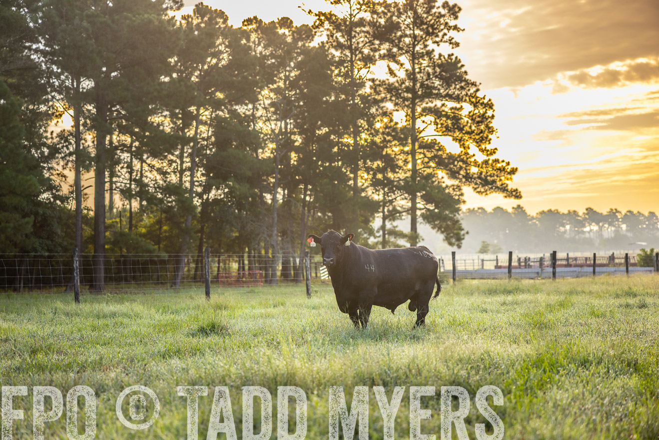 TMyers_PP_ChessieCreekFarm_Walterboro_July2024-510913