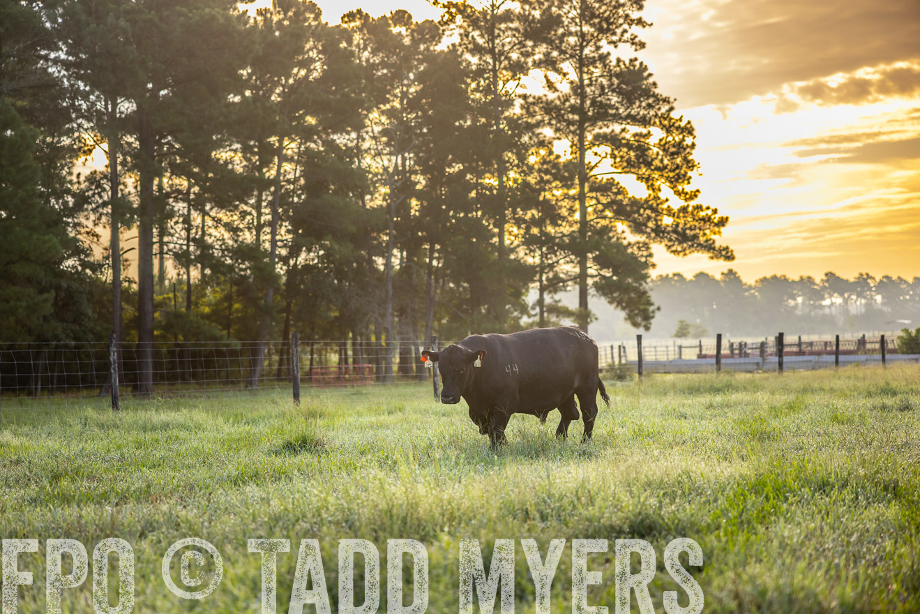 TMyers_PP_ChessieCreekFarm_Walterboro_July2024-510923