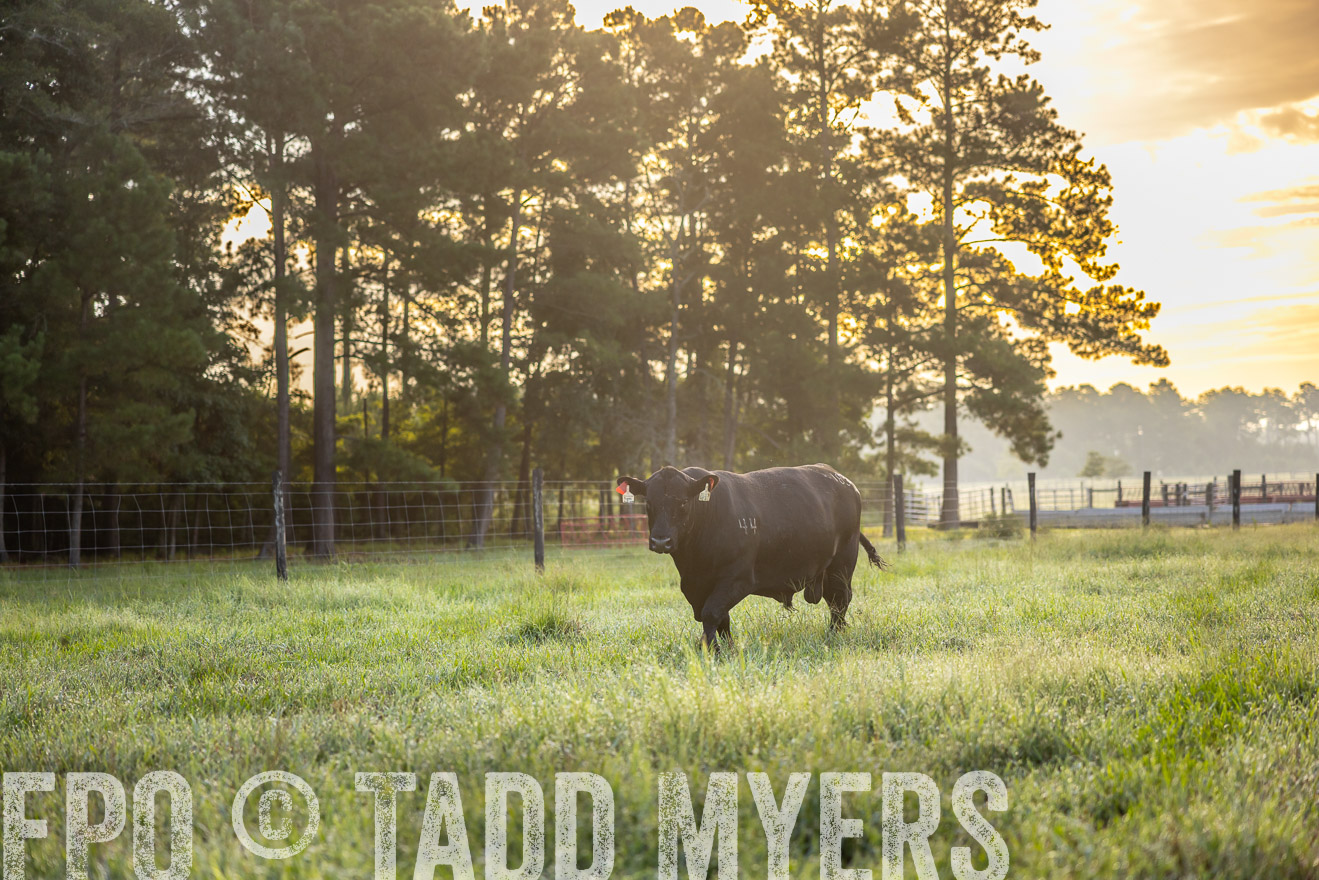TMyers_PP_ChessieCreekFarm_Walterboro_July2024-510929