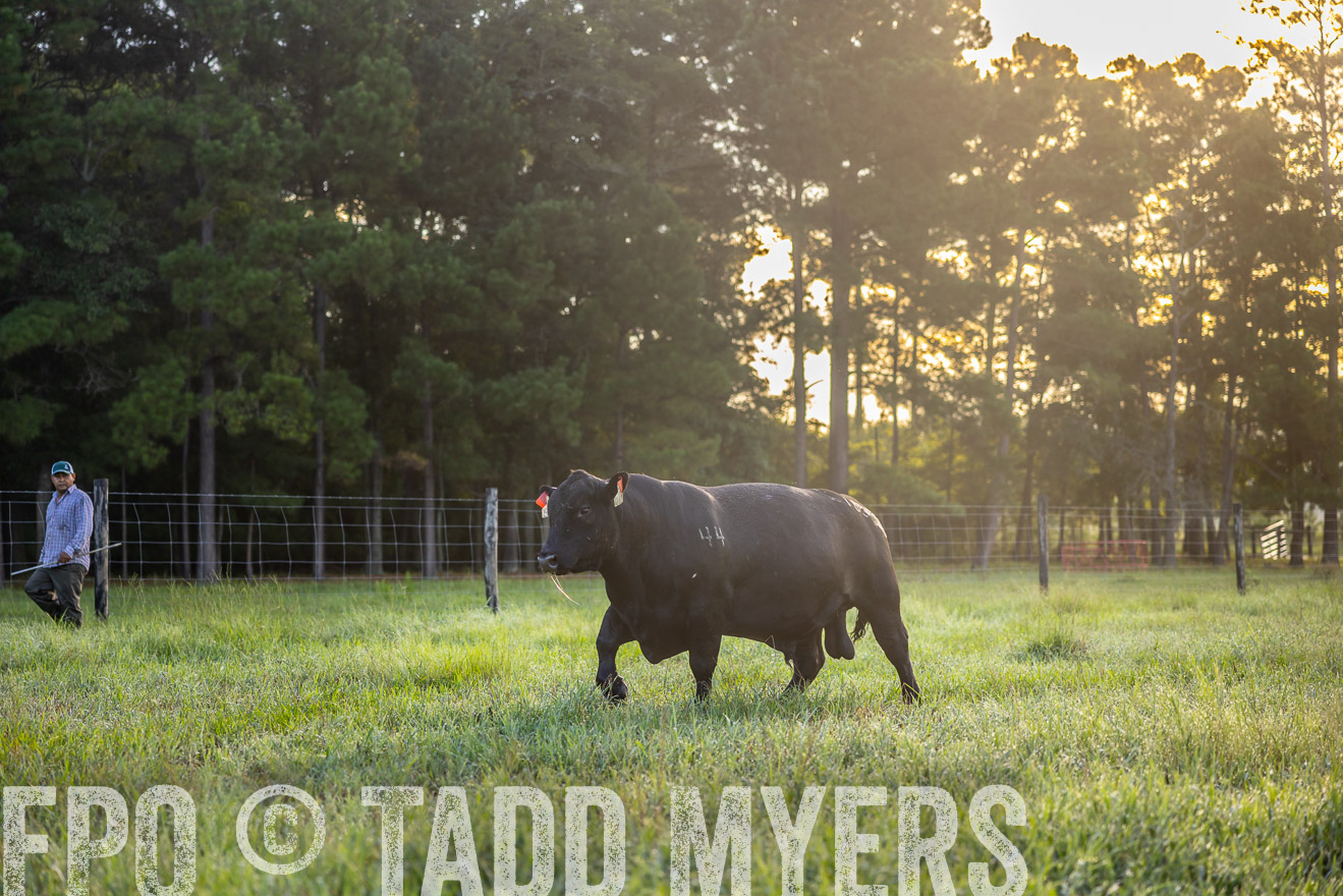 TMyers_PP_ChessieCreekFarm_Walterboro_July2024-510955