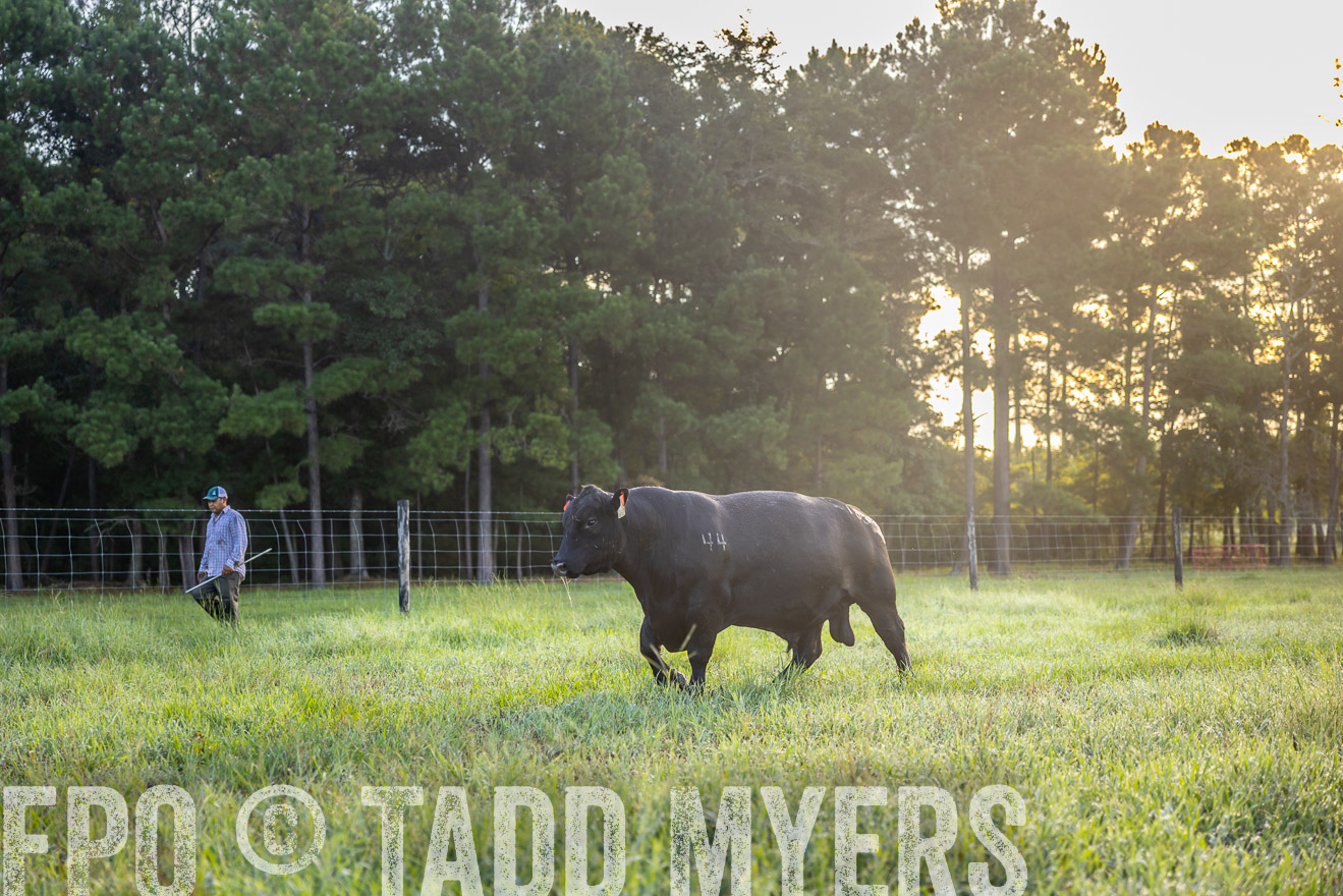 TMyers_PP_ChessieCreekFarm_Walterboro_July2024-510964