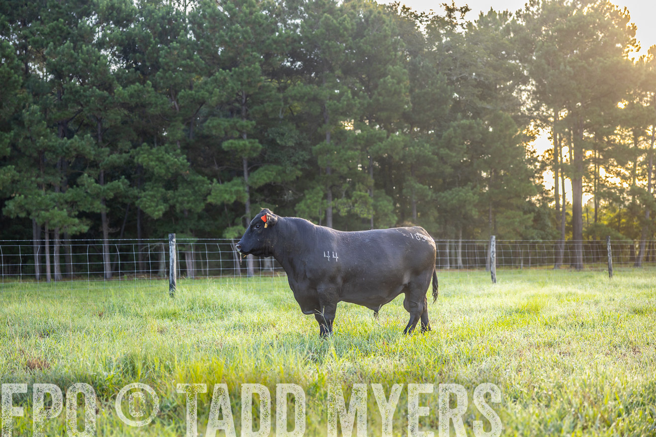 TMyers_PP_ChessieCreekFarm_Walterboro_July2024-510970