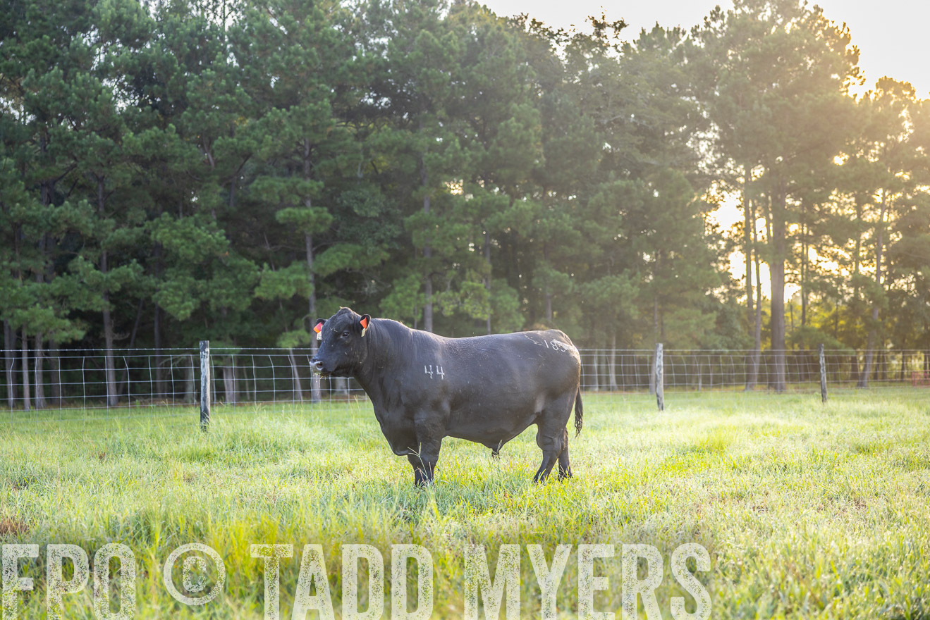 TMyers_PP_ChessieCreekFarm_Walterboro_July2024-510977