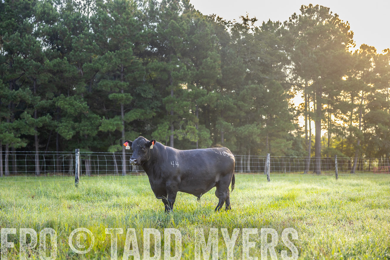 TMyers_PP_ChessieCreekFarm_Walterboro_July2024-510982