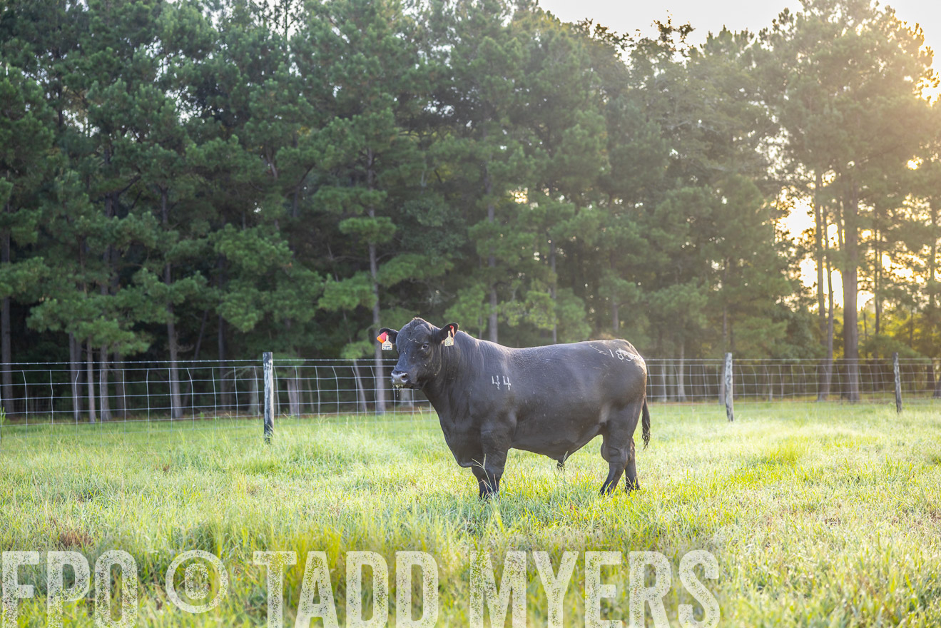 TMyers_PP_ChessieCreekFarm_Walterboro_July2024-510996