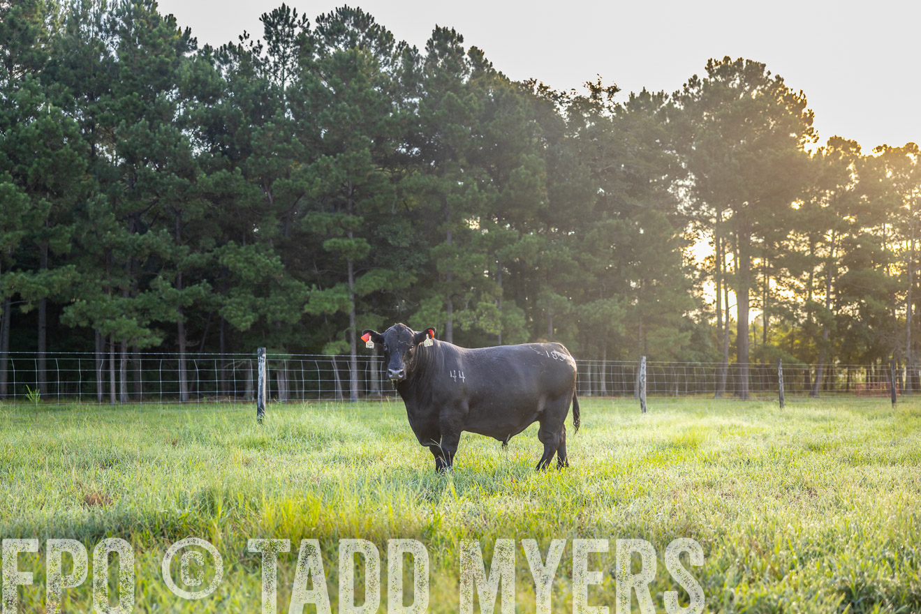 TMyers_PP_ChessieCreekFarm_Walterboro_July2024-511031